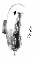 Иллюстрация к книге — Боги Эдема [i_066.jpg]