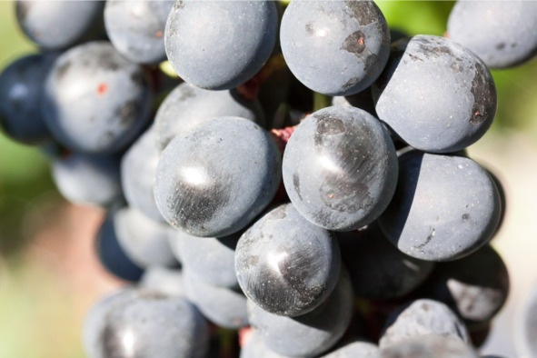 Иллюстрация к книге — Алкогольные напитки и культура пития. Систематическая энциклопедия от Алкофана [i_002.jpg]