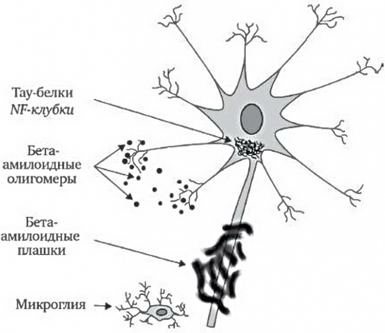 Иллюстрация к книге — Теломераза. Как сохранить молодость, укрепить здоровье и увеличить продолжительность жизни [i_030.jpg]