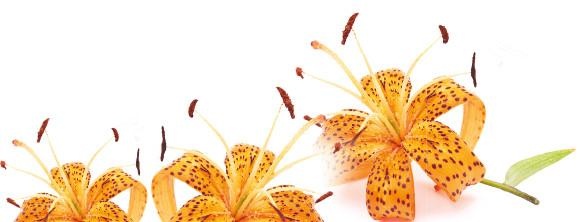 Иллюстрация к книге — Как избавиться от боков, &quot;ушей&quot; и &quot;галифе&quot; [i_019.jpg]