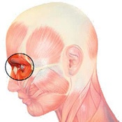 Иллюстрация к книге — Бодифлекс для лица и тела [i_072.jpg]