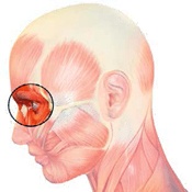 Иллюстрация к книге — Бодифлекс для лица и тела [i_077.jpg]