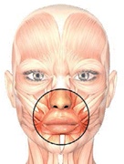 Иллюстрация к книге — Бодифлекс для лица и тела [i_098.jpg]