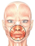 Иллюстрация к книге — Бодифлекс для лица и тела [i_104.jpg]