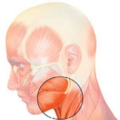 Иллюстрация к книге — Бодифлекс для лица и тела [i_113.jpg]