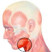 Иллюстрация к книге — Бодифлекс для лица и тела [i_117.jpg]