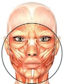 Иллюстрация к книге — Бодифлекс для лица и тела [i_119.jpg]