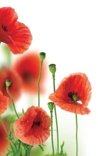 Иллюстрация к книге — Как убрать живот [i_039.jpg]