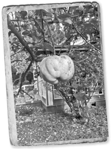 Иллюстрация к книге — Мемуары двоечника [i_003.jpg]