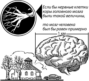 Иллюстрация к книге — Занимательная психология [i_011.jpg]