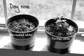 Иллюстрация к книге — Веганское сыроедение и здоровый образ жизни [i_020.jpg]