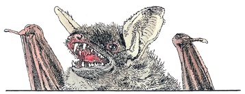 Иллюстрация к книге — Детский университет. Исследователи объясняют загадки мира. Книга первая [i_076.jpg]