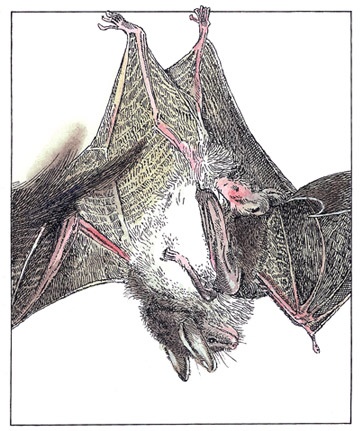 Иллюстрация к книге — Детский университет. Исследователи объясняют загадки мира. Книга первая [i_079.jpg]