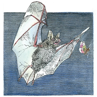 Иллюстрация к книге — Детский университет. Исследователи объясняют загадки мира. Книга первая [i_081.jpg]