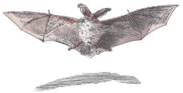 Иллюстрация к книге — Детский университет. Исследователи объясняют загадки мира. Книга первая [i_082.jpg]