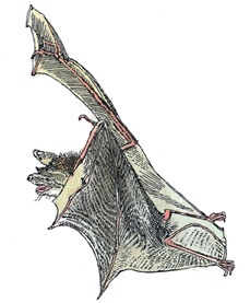 Иллюстрация к книге — Детский университет. Исследователи объясняют загадки мира. Книга первая [i_084.jpg]