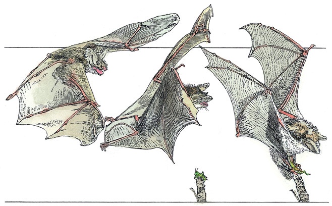 Иллюстрация к книге — Детский университет. Исследователи объясняют загадки мира. Книга первая [i_086.jpg]