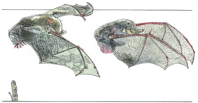 Иллюстрация к книге — Детский университет. Исследователи объясняют загадки мира. Книга первая [i_087.jpg]