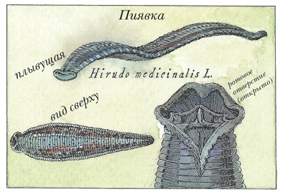 Иллюстрация к книге — Детский университет. Исследователи объясняют загадки мира. Книга первая [i_135.jpg]