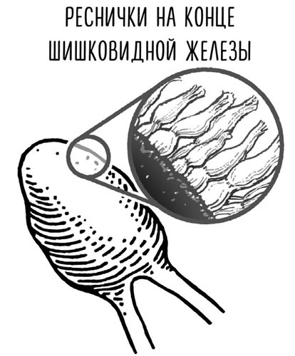 Иллюстрация к книге — Сверхъестественный разум. Как обычные люди делают невозможное с помощью силы подсознания [i_065.jpg]