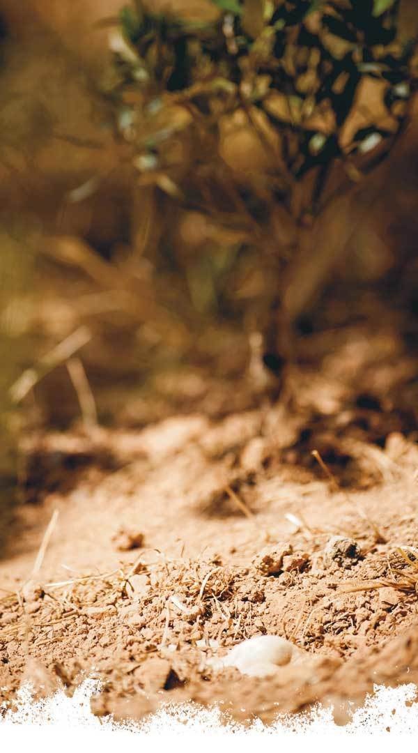 Иллюстрация к книге — Путешествие за счастьем. Почтовые открытки из Греции [i_061.jpg]