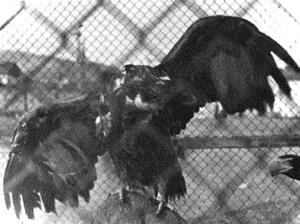 Иллюстрация к книге — Как было на самом деле. Каждая история желает быть рассказанной [i_035.jpg]