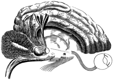 Иллюстрация к книге — Путешествие хирурга по телу человека [i_002.jpg]