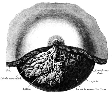Иллюстрация к книге — Путешествие хирурга по телу человека [i_007.jpg]