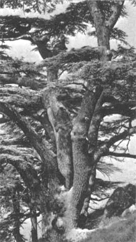 Иллюстрация к книге — Александр Македонский [i_038.jpg]