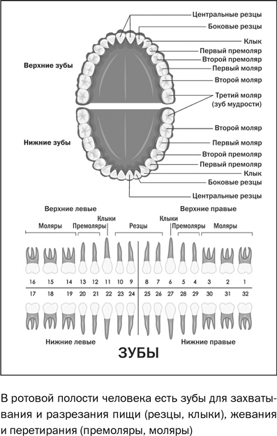 Иллюстрация к книге — Здоровое питание в вопросах и ответах [i_007.jpg]