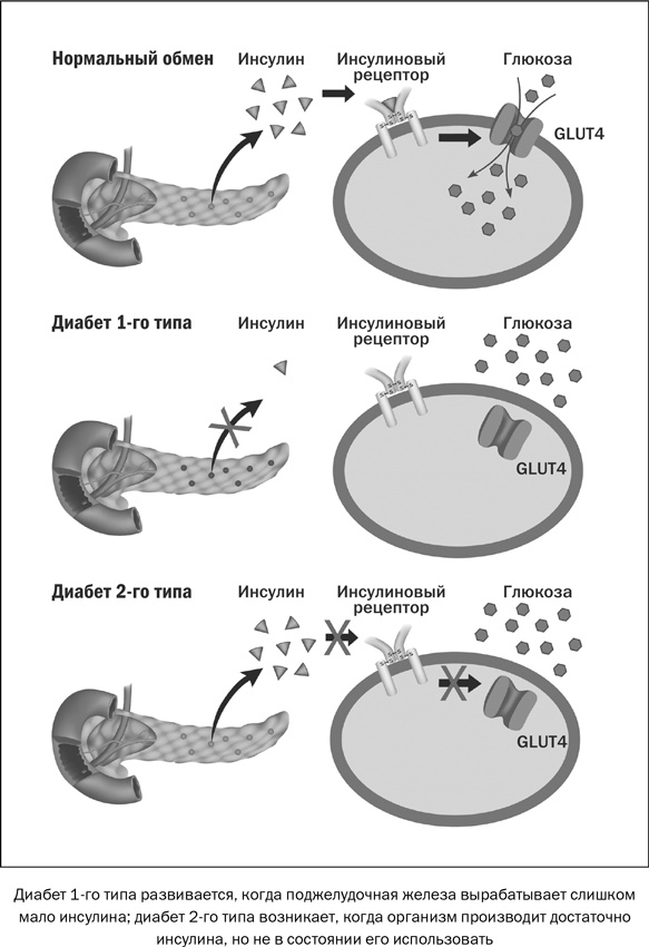 Иллюстрация к книге — Здоровое питание в вопросах и ответах [i_010.jpg]