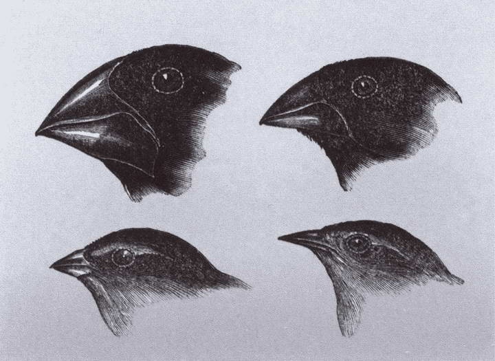 Иллюстрация к книге — Дарвин [i_020.jpg]