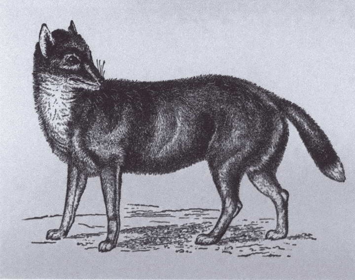 Иллюстрация к книге — Дарвин [i_024.jpg]