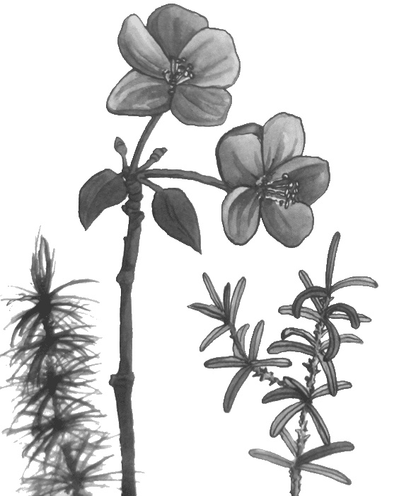 Иллюстрация к книге — Случайному гостю [i_050.jpg]