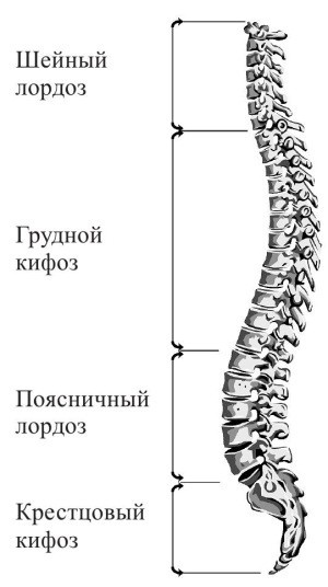 Иллюстрация к книге — Практический курс здоровья для вашего позвоночника [i_001.jpg]