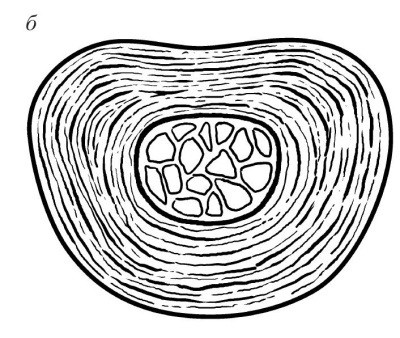 Иллюстрация к книге — Практический курс здоровья для вашего позвоночника [i_006.jpg]