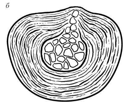 Иллюстрация к книге — Практический курс здоровья для вашего позвоночника [i_008.jpg]