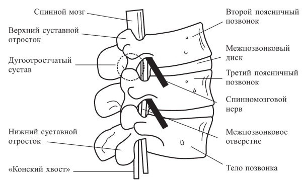 Иллюстрация к книге — Практический курс здоровья для вашего позвоночника [i_010.jpg]