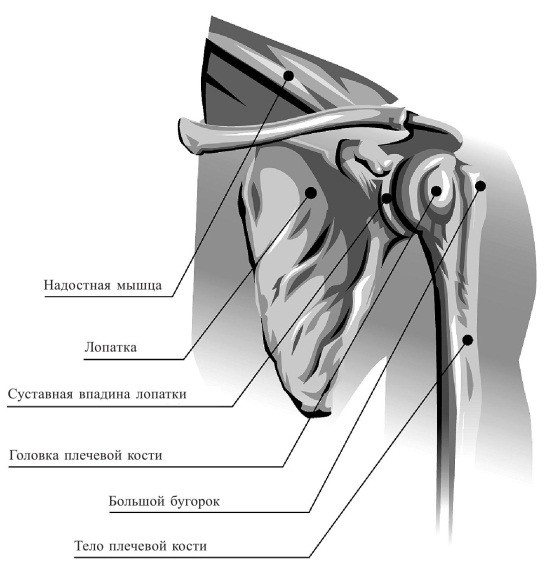 Иллюстрация к книге — Практический курс здоровья для вашего позвоночника [i_023.jpg]