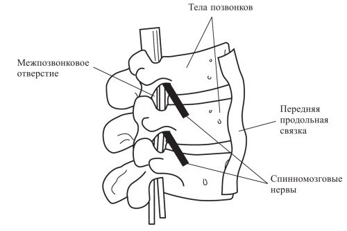 Иллюстрация к книге — Практический курс здоровья для вашего позвоночника [i_060.jpg]