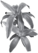 Иллюстрация к книге — Природные целители от 1000 болезней [_22.jpg]