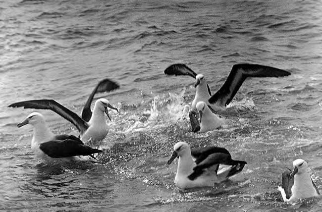 Иллюстрация к книге — В сердце Антарктики [i_029.jpg]