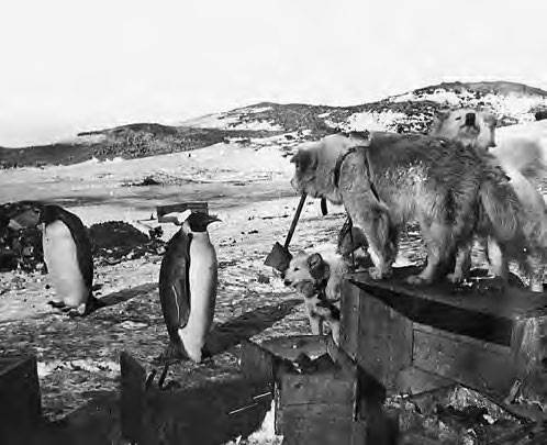 Иллюстрация к книге — В сердце Антарктики [i_064.jpg]