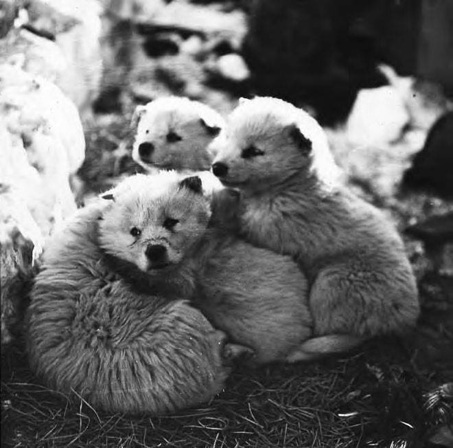 Иллюстрация к книге — В сердце Антарктики [i_067.jpg]