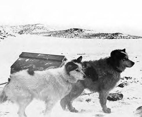 Иллюстрация к книге — В сердце Антарктики [i_069.jpg]