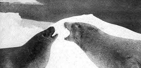 Иллюстрация к книге — В сердце Антарктики [i_135.jpg]