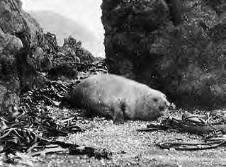 Иллюстрация к книге — В сердце Антарктики [i_136.jpg]