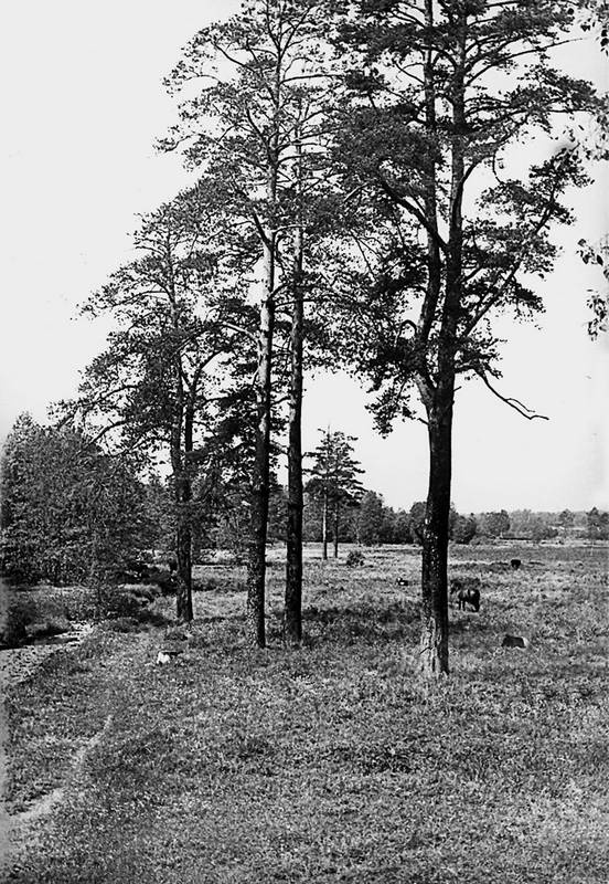 Иллюстрация к книге — Зодчий. Жизнь Николая Гумилева [i_171.jpg]