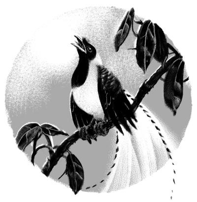 Иллюстрация к книге — Пангапу, или Статуэтка богини Кали [i_017.jpg]