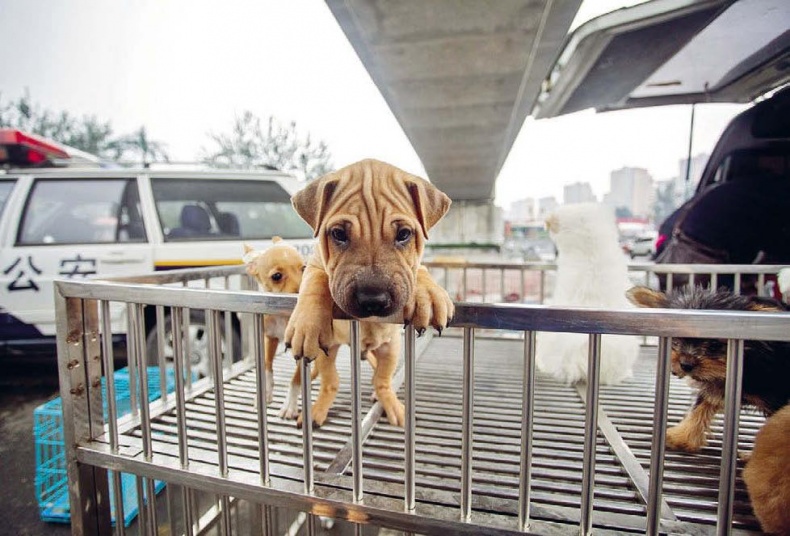 Иллюстрация к книге — Белый медведь в стране драконов [_038.jpg]